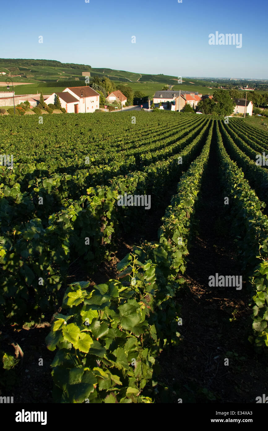 Route de Champagne Epernay vineyards Stock Photo - Alamy