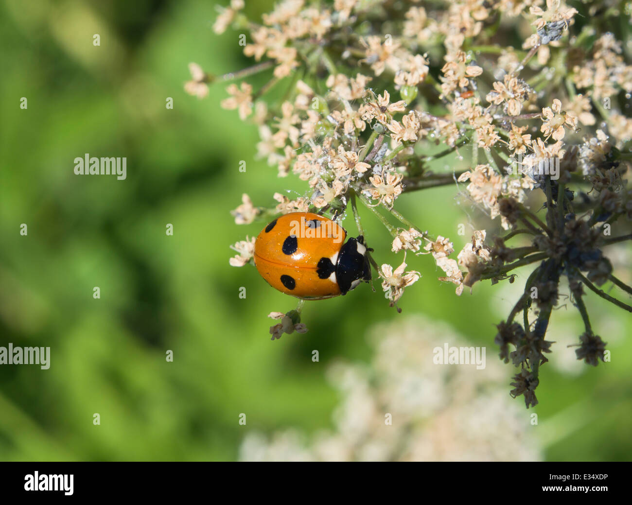 ladybird on flowers coexists with scale insects and plant lice Stock Photo