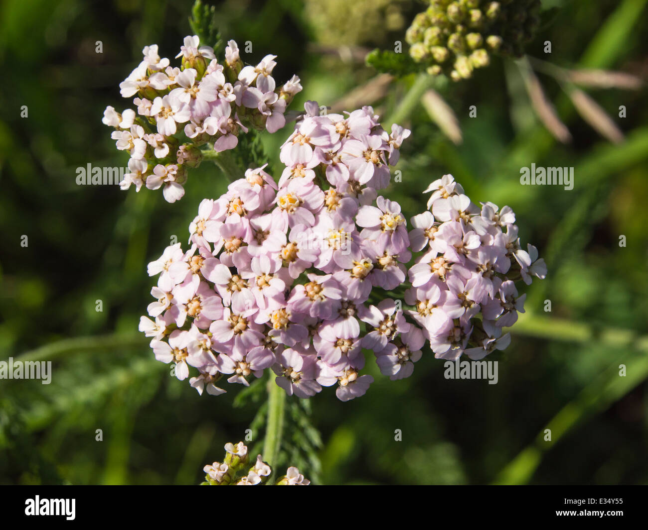 Achillea millefolium, common yarrow, here with pink flowers in a meadow in Oslo Norway Stock Photo