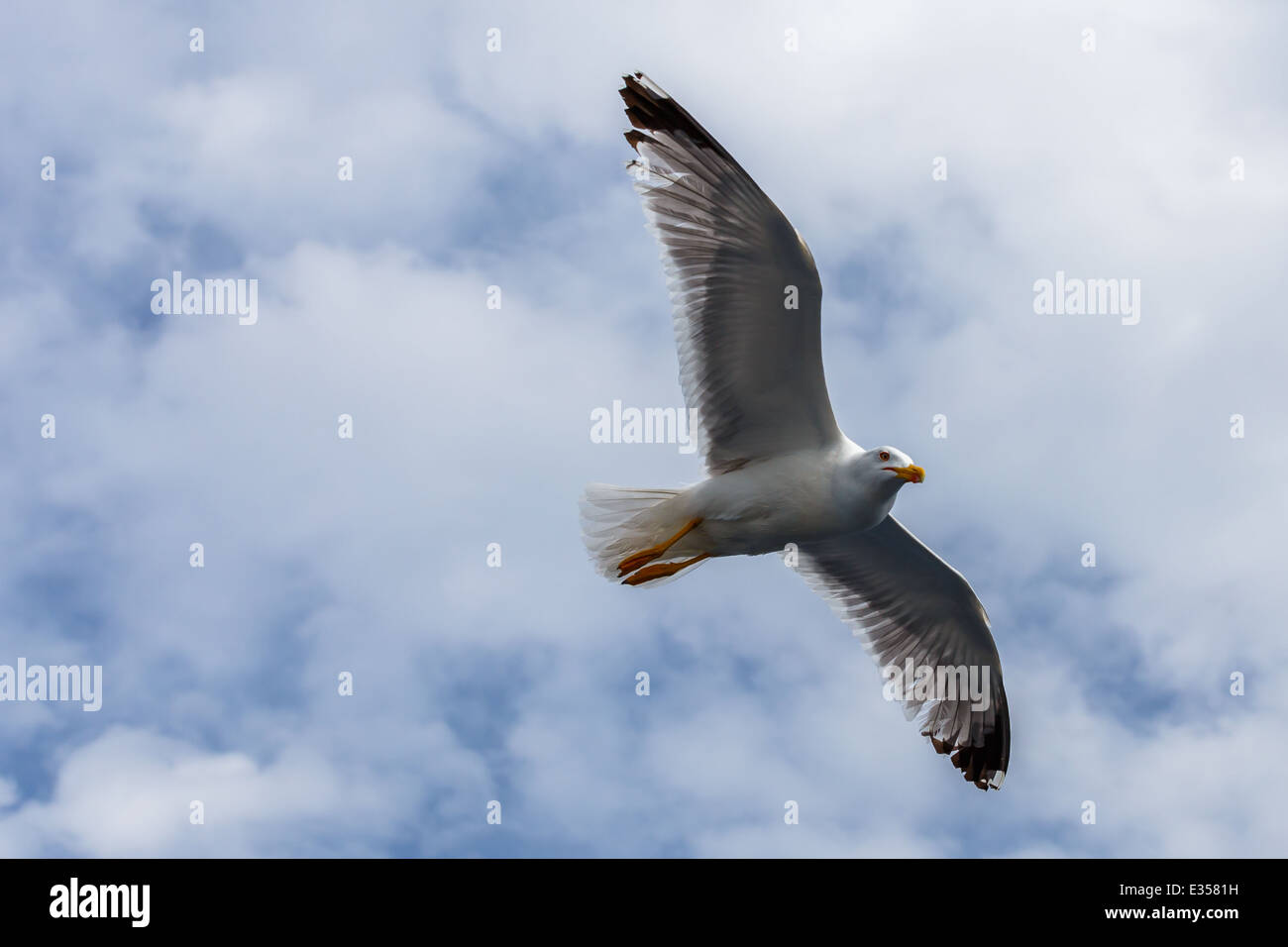 Seagull flying into the blue sky against a cloudy sky Stock Photo - Alamy