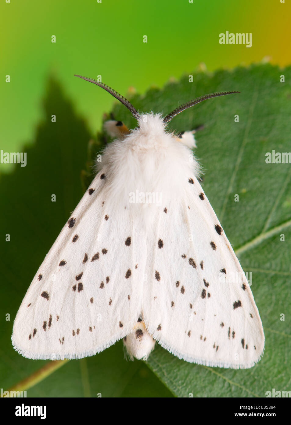 night butterfly - Spilosoma lubricipeda Stock Photo