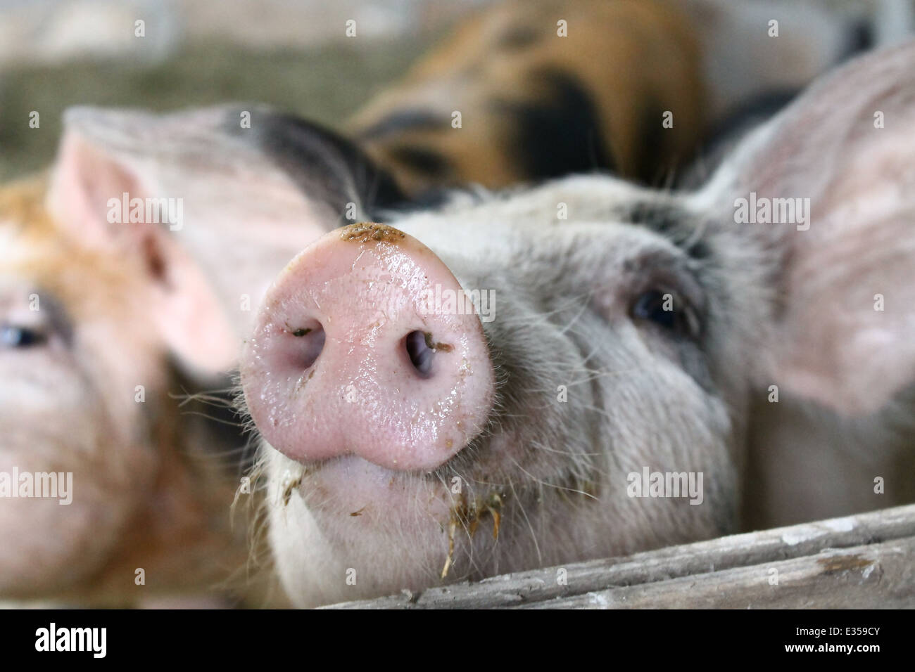 Pig's snout Stock Photo