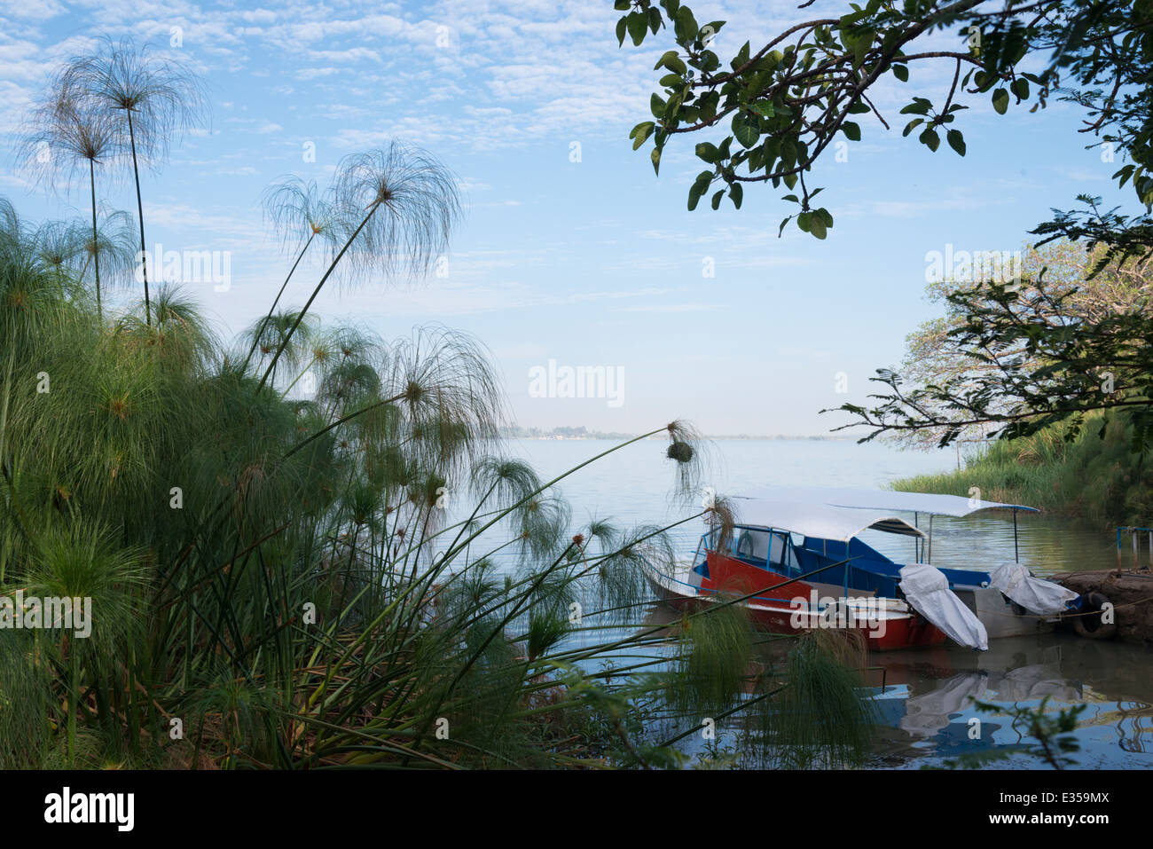 Papyrus and boat.s Lake Tana. Bahir Dar. Northern Ethiopia. Stock Photo