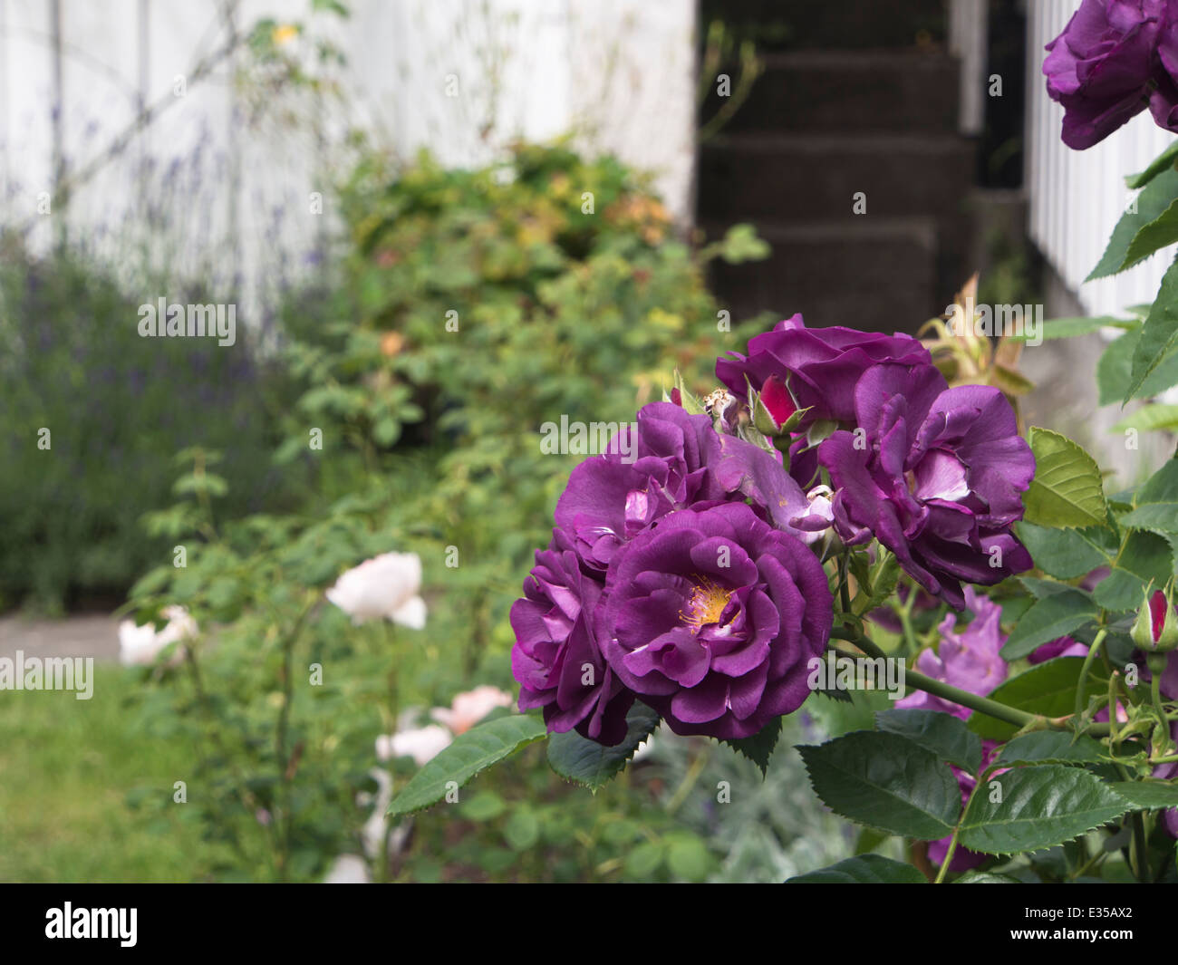 purple Rose' Garden High Resolution Stock Photography and Images - Alamy