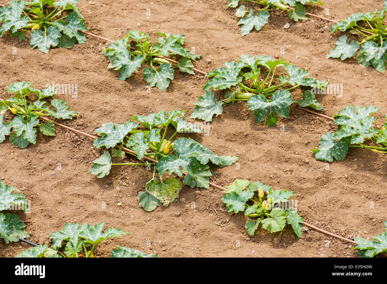 Zucchini plantation in monastery in Holy Mount Athos Stock Photo Alamy