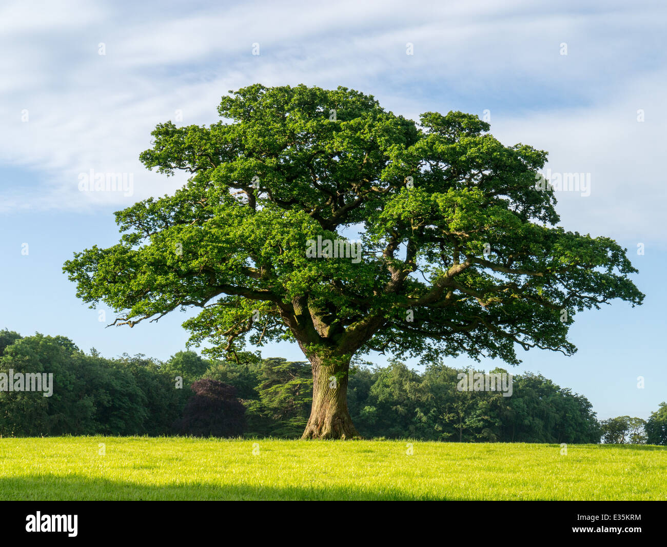 oak tree in field Stock Photo