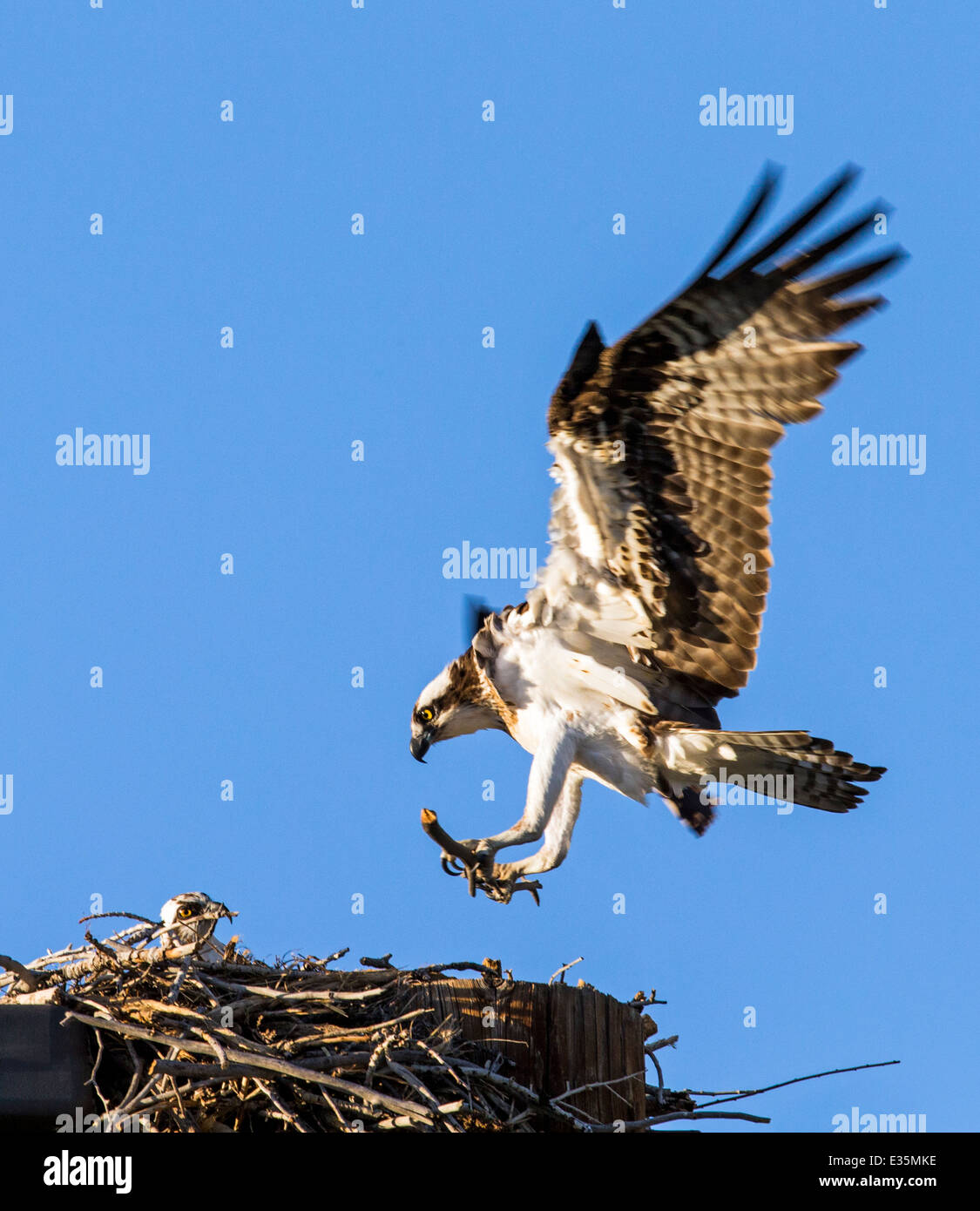 Osprey landing on nest, Pandion haliaetus, sea hawk, fish eagle, river