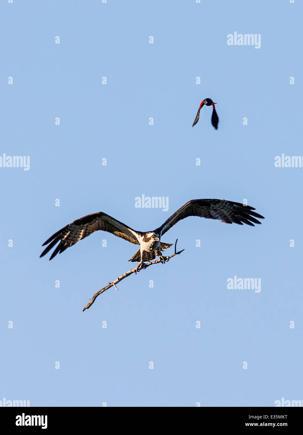 Male Red-winged black bird & Osprey in flight, carrying stick for nest, Pandion haliaetus, sea hawk, fish eagle, river hawk Stock Photo