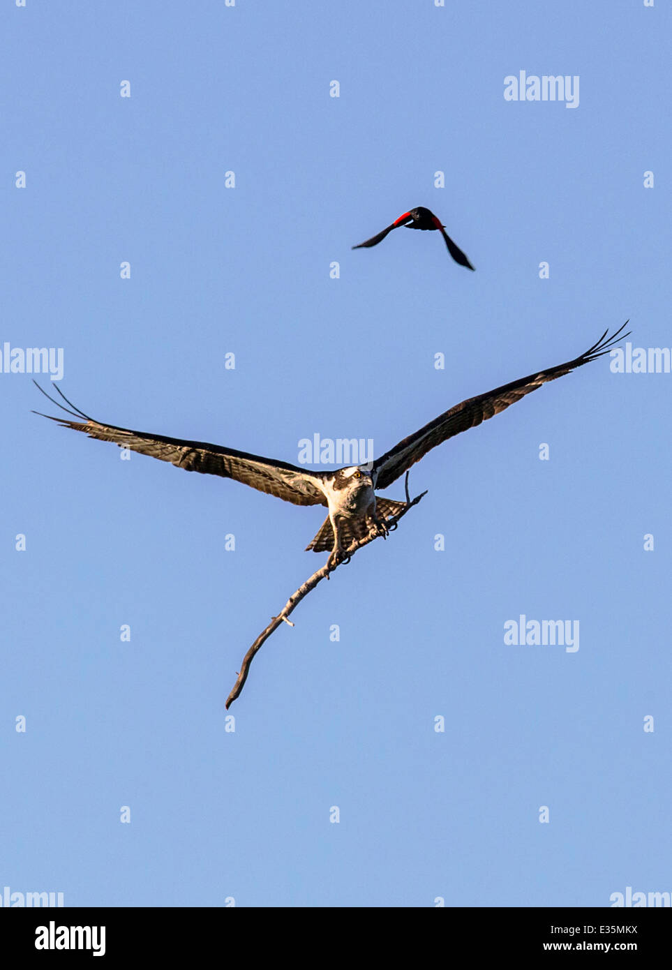 Male Red-winged black bird & Osprey in flight, carrying stick for nest, Pandion haliaetus, sea hawk, fish eagle, river hawk Stock Photo