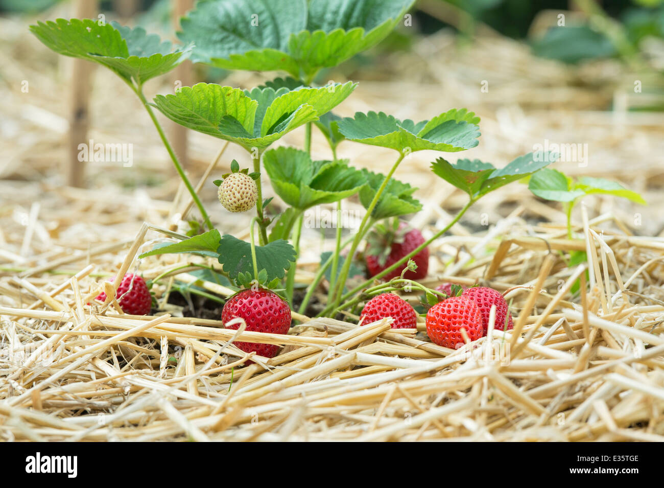 Fragaria Ananassa. Strawberry ‘buddy’ fruits ripening on the plant on a bed of straw in an English Garden Stock Photo