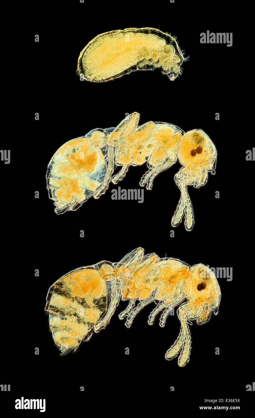 Darkfield photomicrograph, Ant development, three stages;  Myamica sp from grub to imago Stock Photo
