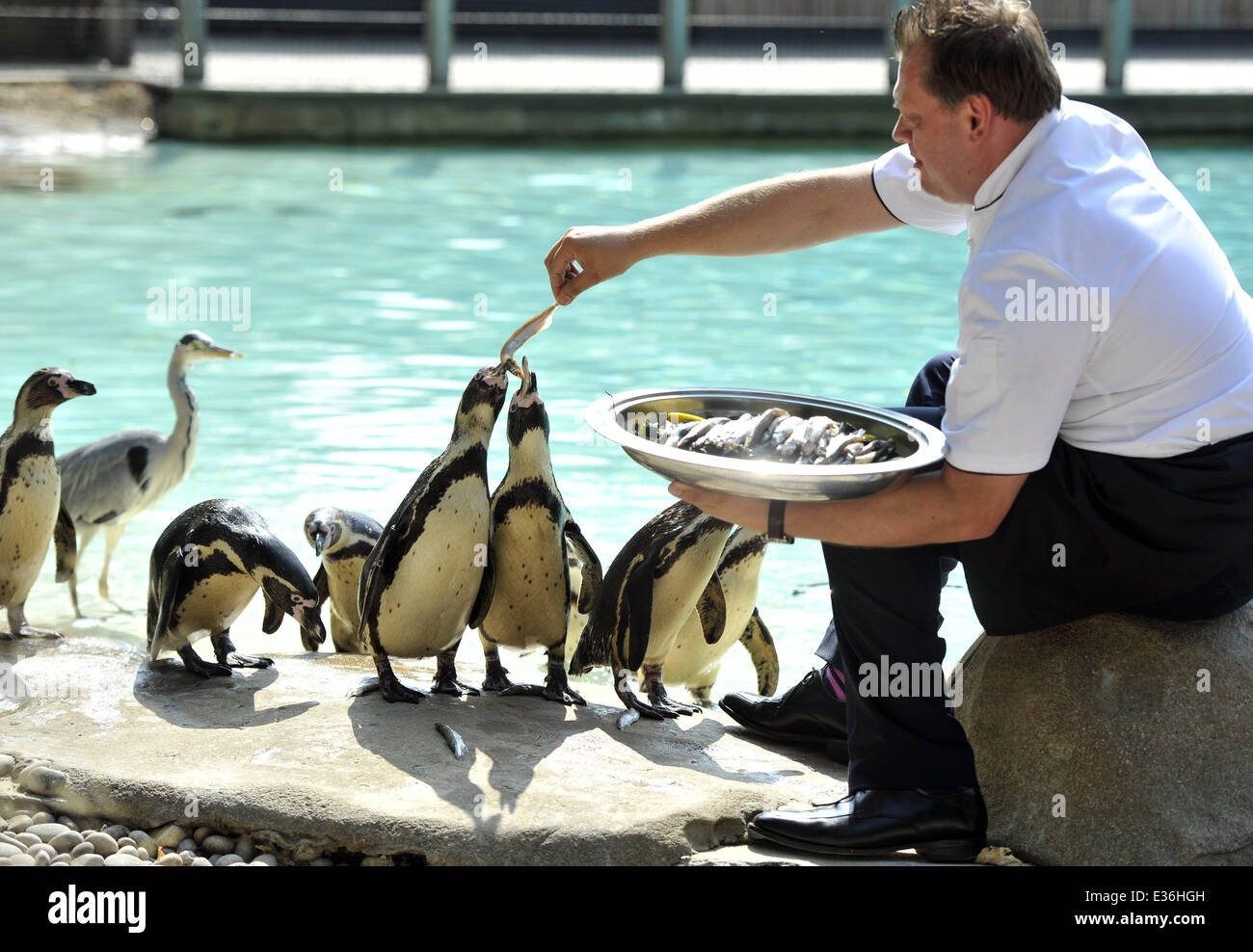 Penguins at ZSL London Zoo are fed by the zoo's Gary Devereaux