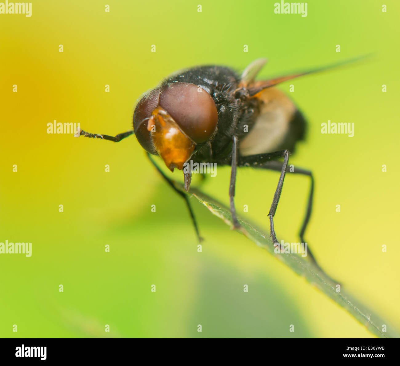Barnacle legs hi-res stock photography and images - Alamy
