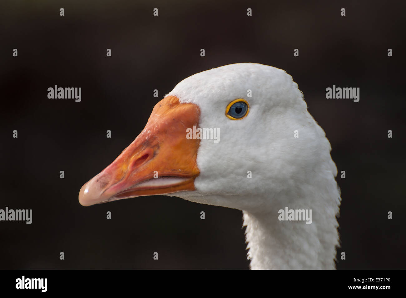 goose in a farm Stock Photo - Alamy