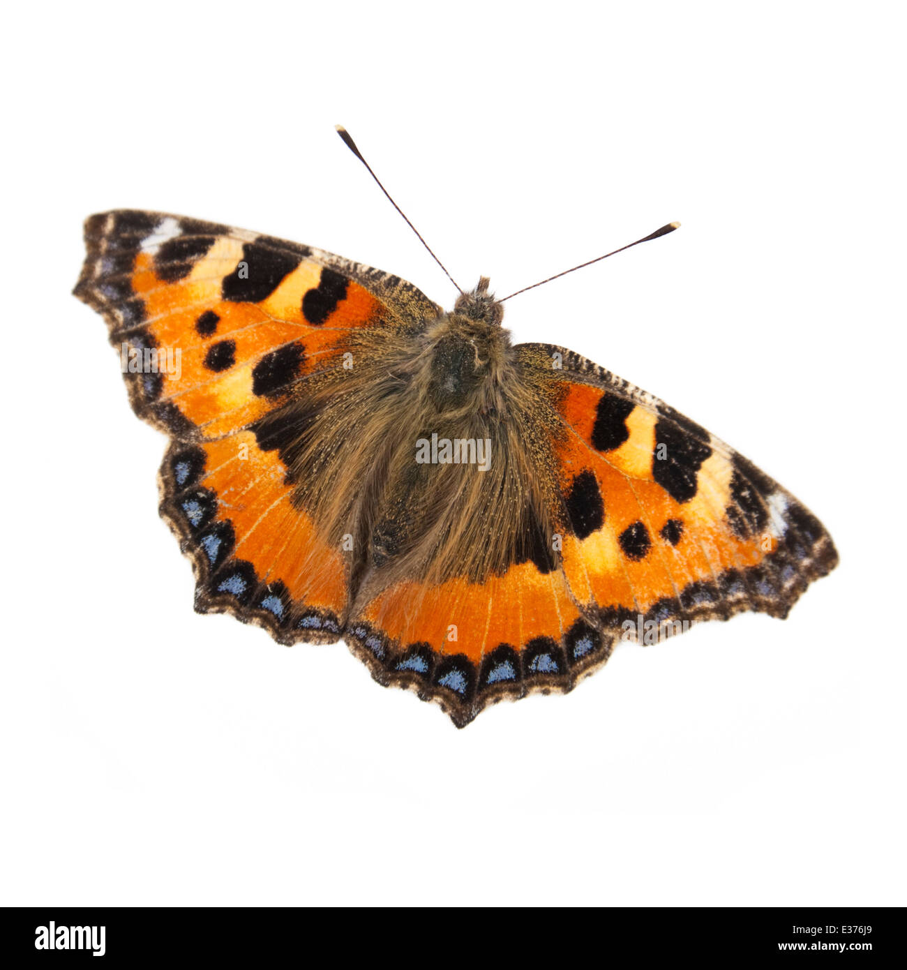 Studio shot of the Small Tortoiseshell butterfly (Aglais urticae), once a very common butterfly in Britain but now threatened. Stock Photo