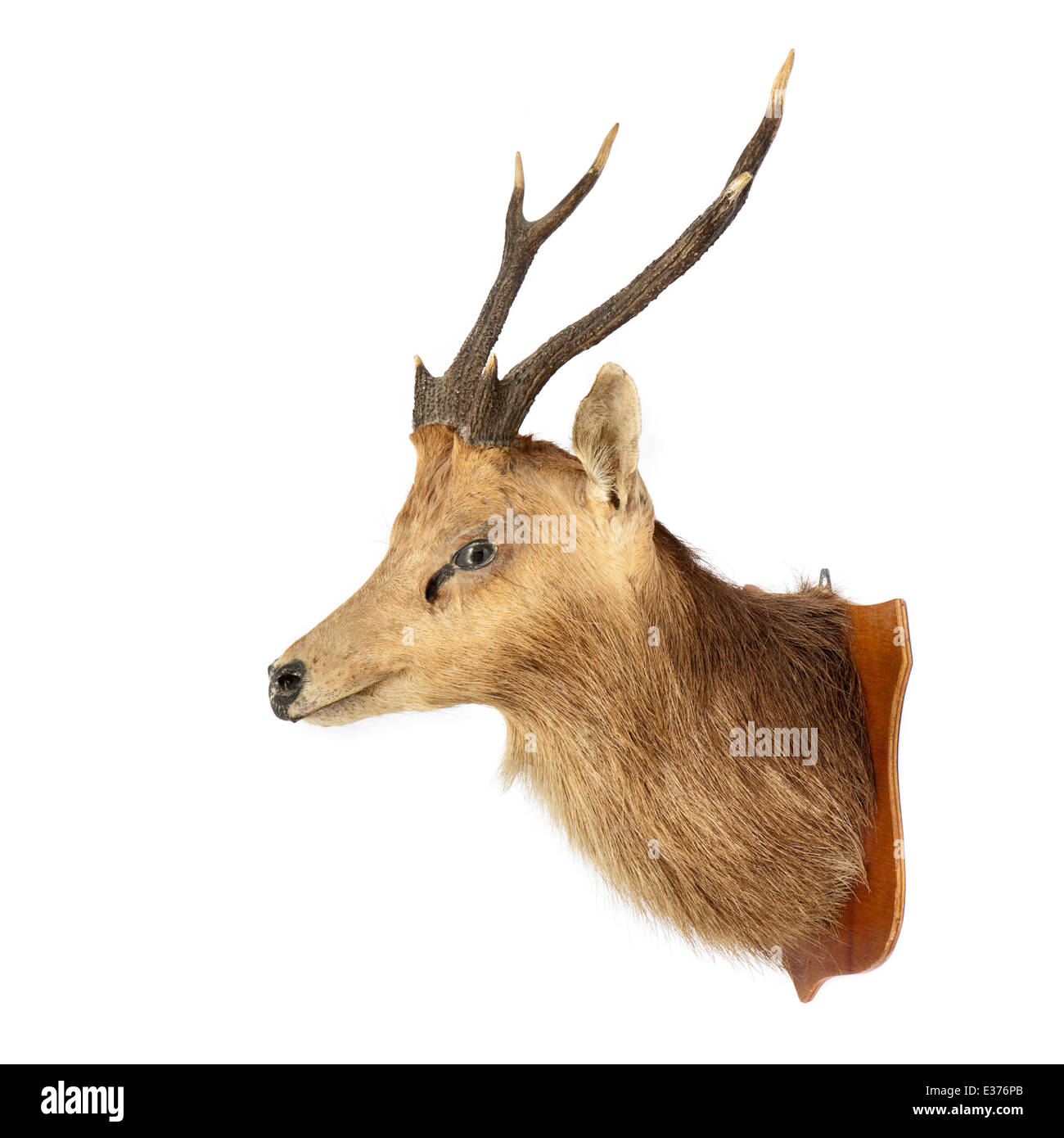 Shoulder Mount of a Male Deer (Stag/Buck) Stock Photo