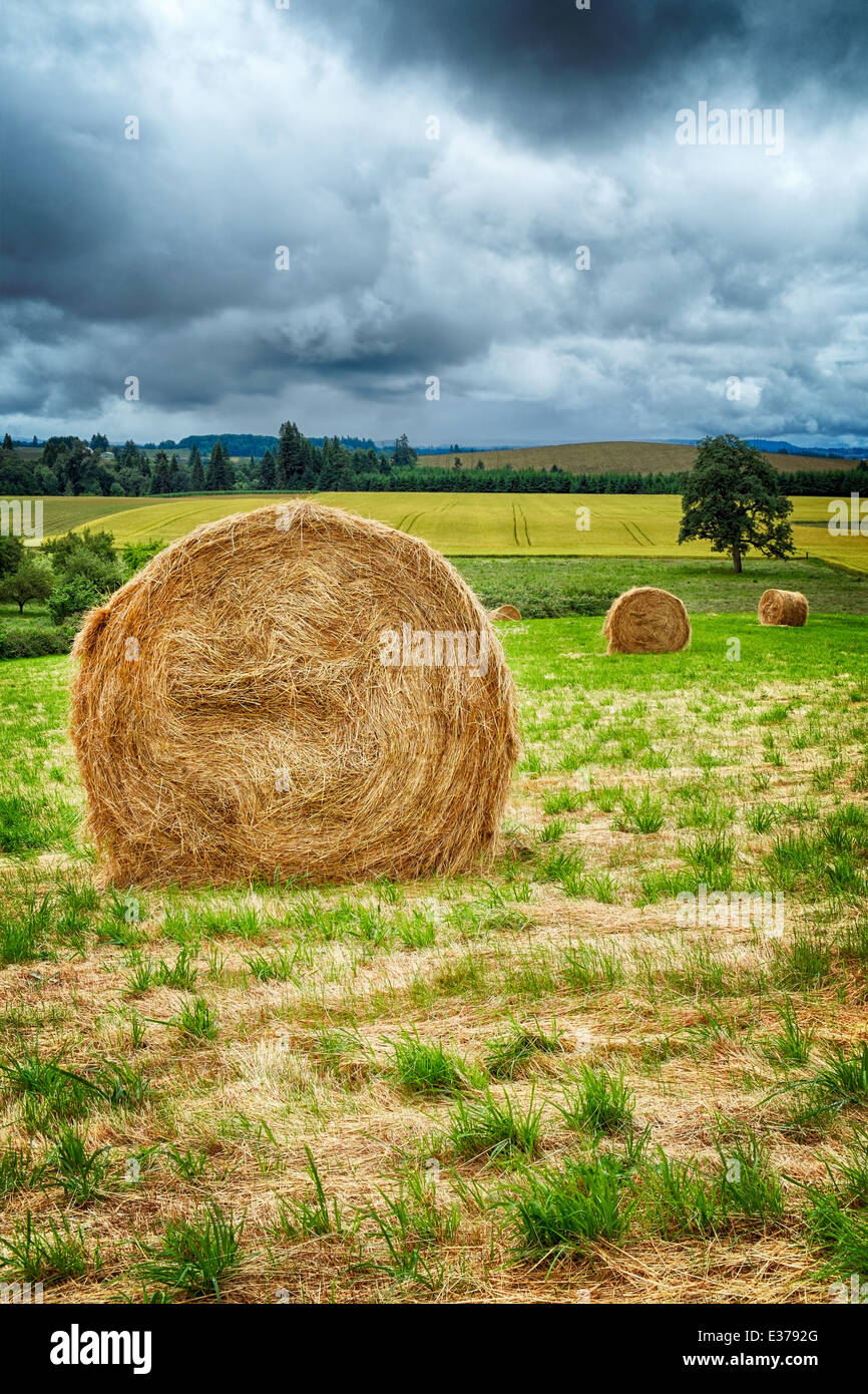Large round hay bales in the field in Willamette Valley, Oregon Stock Photo