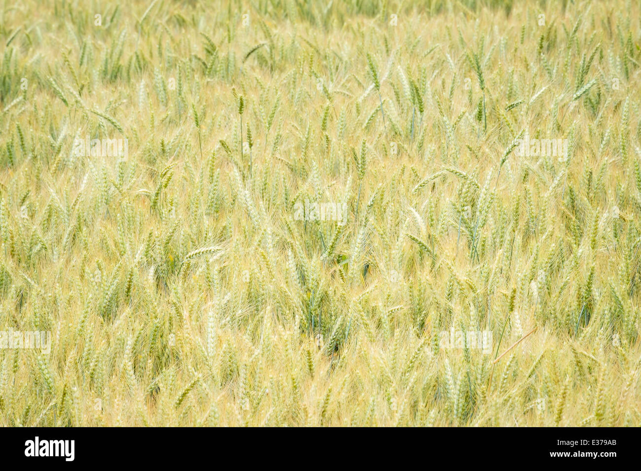Crop of wheat in the Willamette Valley, Oregon Stock Photo