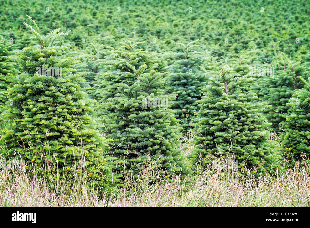 Christmas tree farm in the Willamette Valley, Oregon Stock Photo