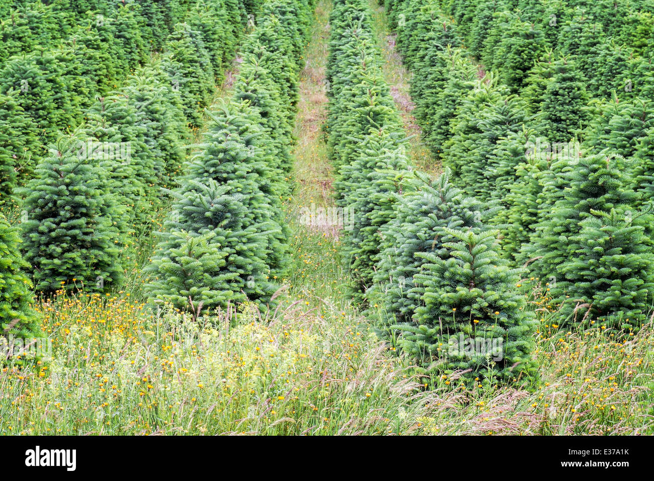 Row of Christmas trees planted at a tree farm in Willamette Valley