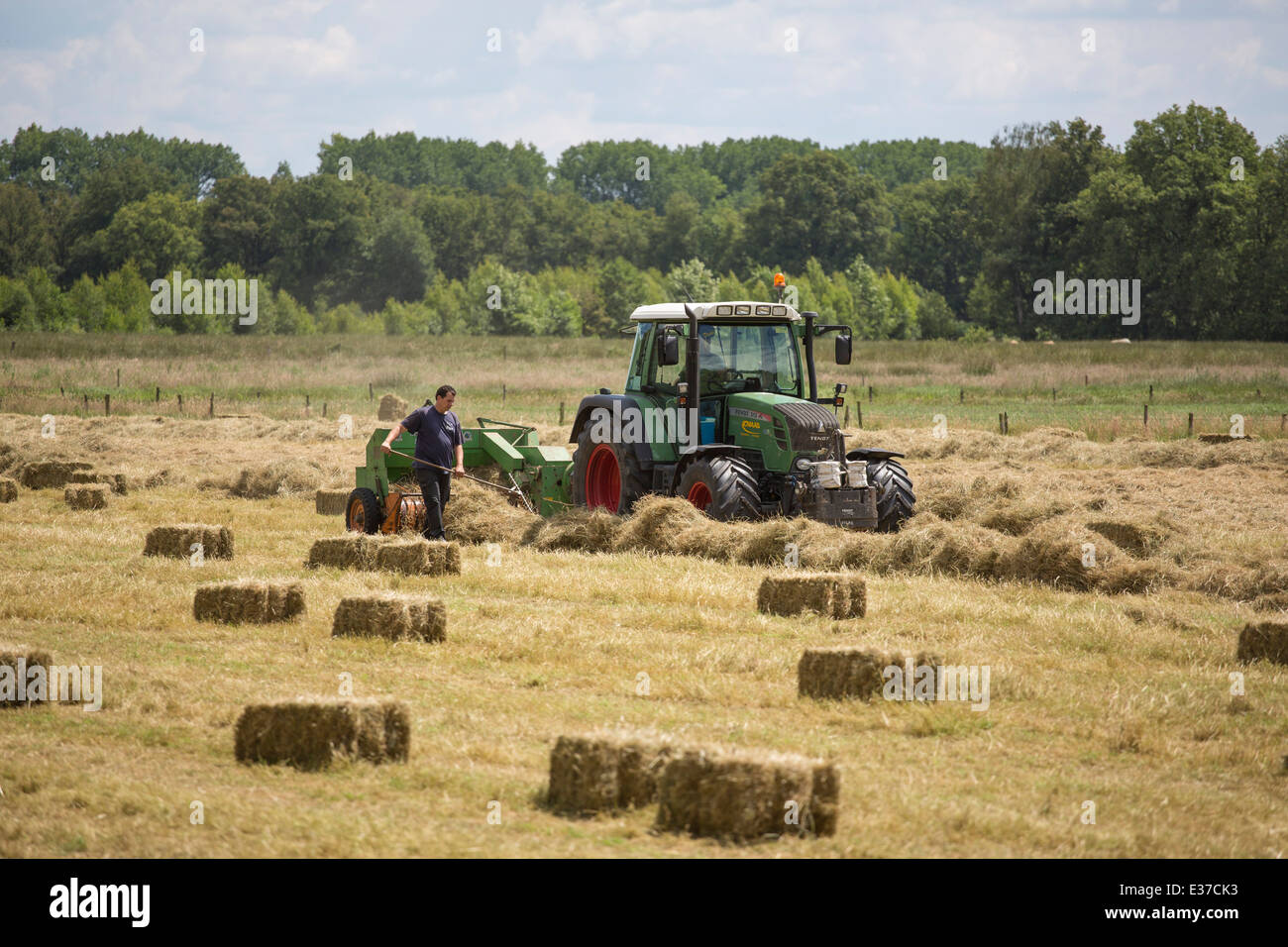 Farmers haying in the neighborhood of Oisterwijk in the Netherlands Stock Photo