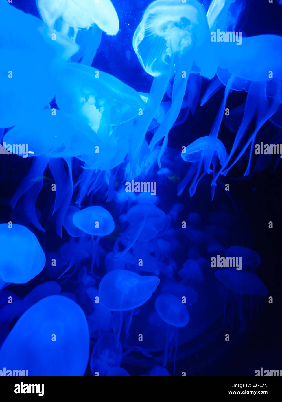 Blue jellyfish are floating in a fishtank Stock Photo