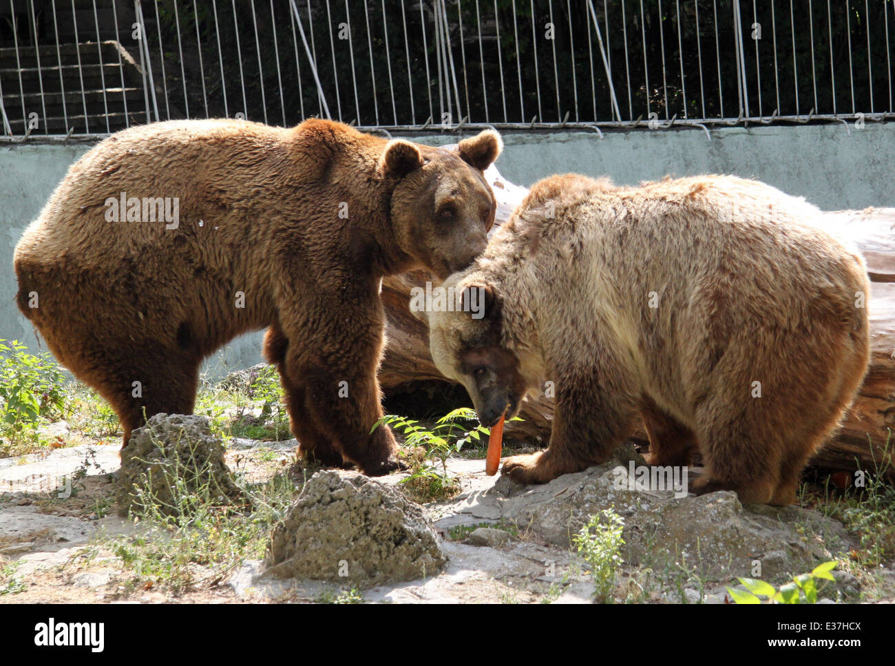 A female Brown Bear named Svoboda, who had the left side of her face covered in blue paint