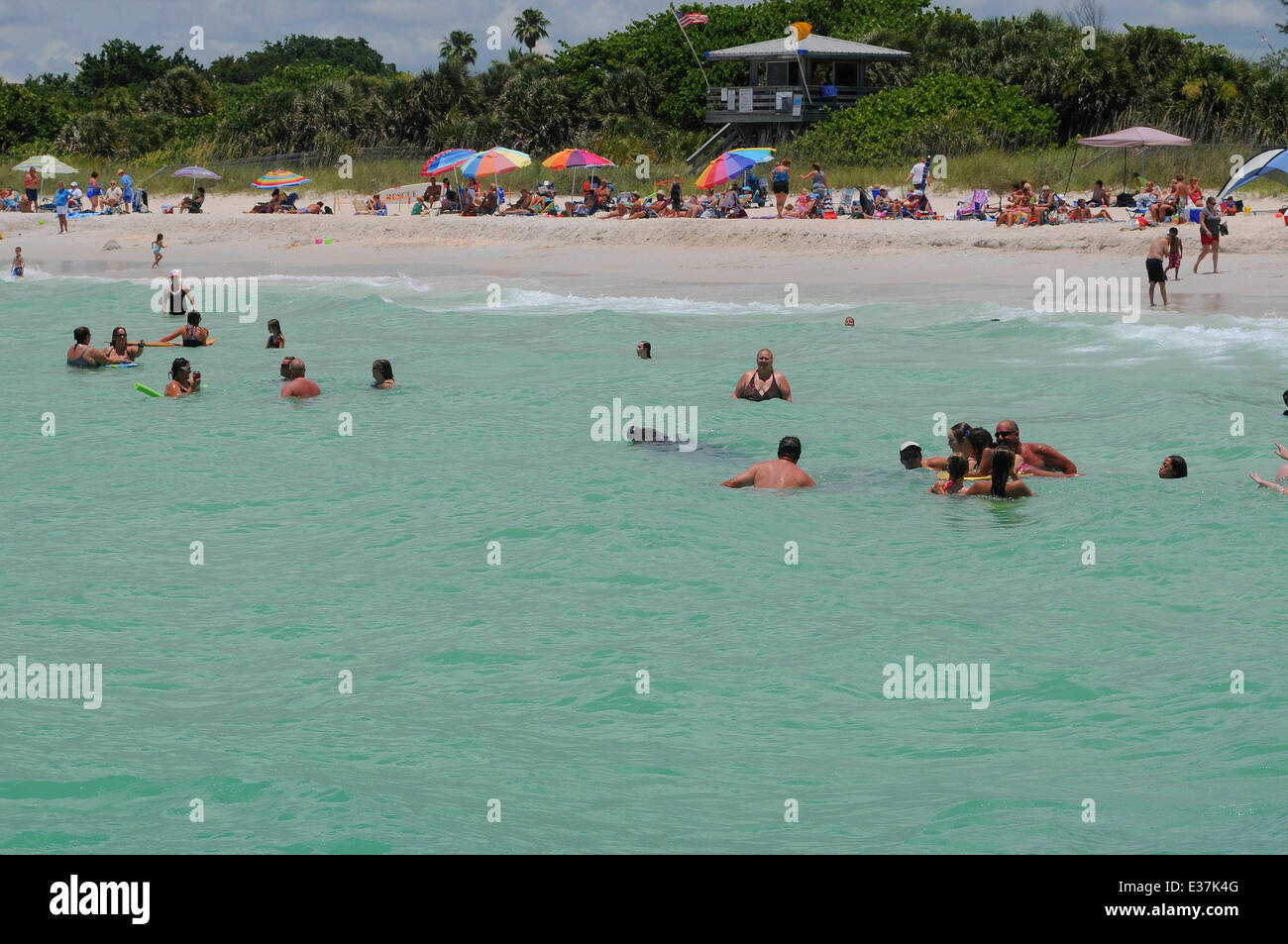 Nokomis Beach, Casey Key, Florida, USA. 22 June 2014. Manatee joins bathers in the warm waters off Nokomis beach as temperature rises to 92 degrees. David Burr/Alamy Live News Stock Photo