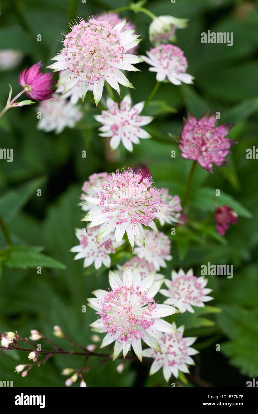 Astrantia major. Masterwort flowers. Stock Photo