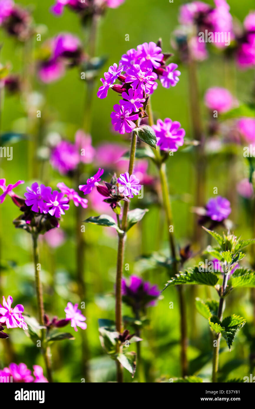 Bright purple / mauve meadow flowers at Cossington Meadows in Leicestershire Stock Photo