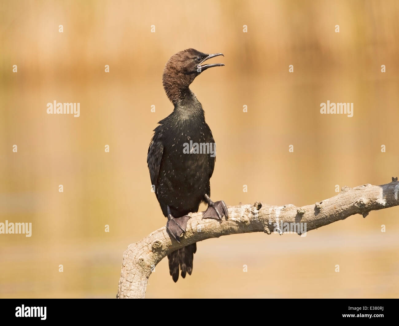 pygmy cormorant (Microcarbo pygmeus) adult perched on branch with beak open, Hortobagy, Hungary, Europe Stock Photo