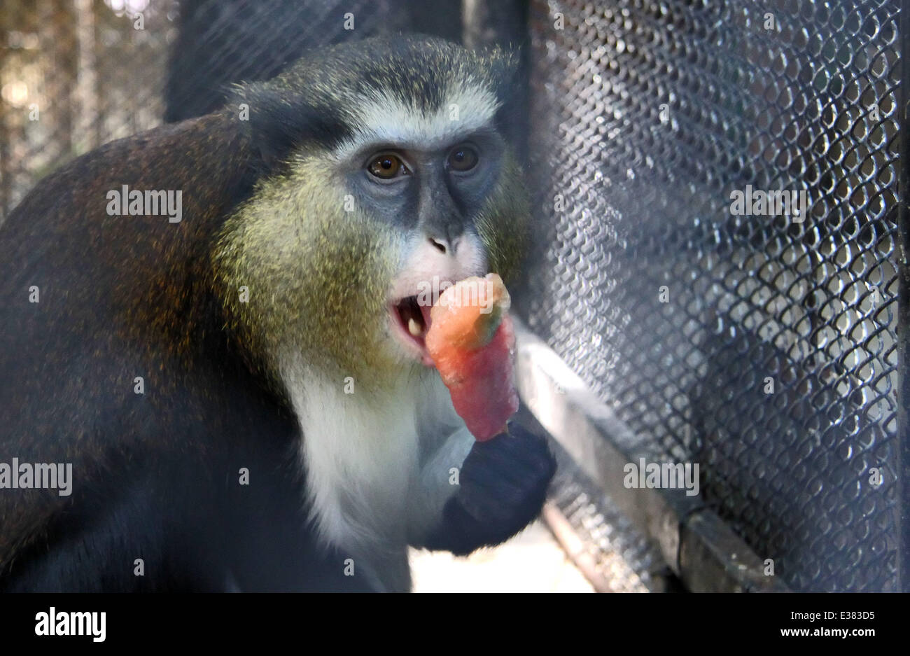 A monkey enjoys a specially made ice-lolly at a zoo in Varna, Bulgaria. Over the last few weeks temperatures in Bulgaria hit a record 39 degrees celsius (102.2 Fahrenheit).  Where: Varna, Bulgaria When: 09 Aug 2013 Stock Photo