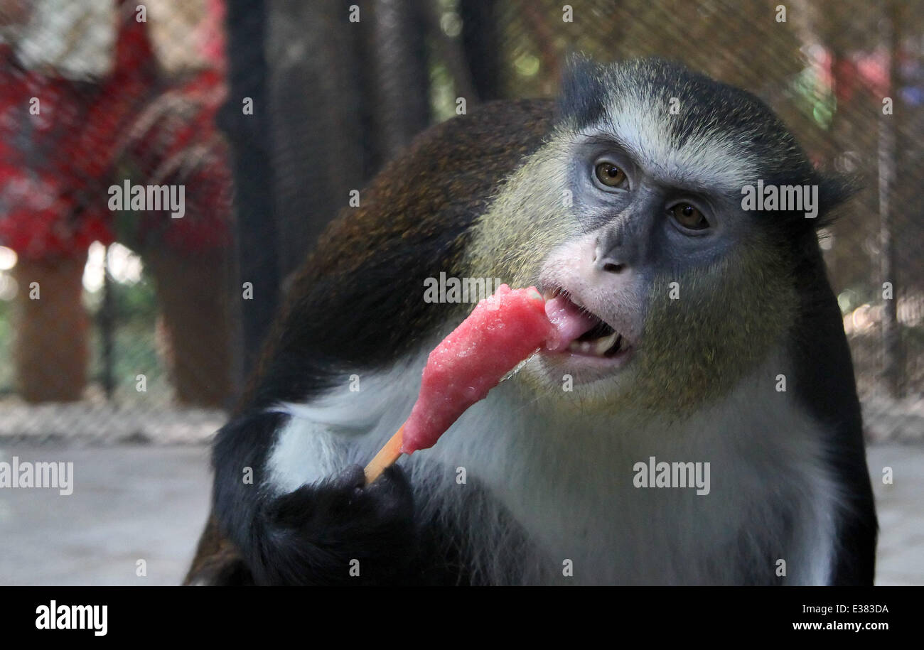 A monkey enjoys a specially made ice-lolly at a zoo in Varna, Bulgaria. Over the last few weeks temperatures in Bulgaria hit a record 39 degrees celsius (102.2 Fahrenheit).  Where: Varna, Bulgaria When: 09 Aug 2013 Stock Photo