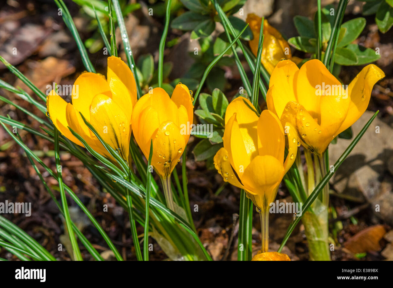 Yellow Crocus bulb flowers in bloom. Oregon Stock Photo