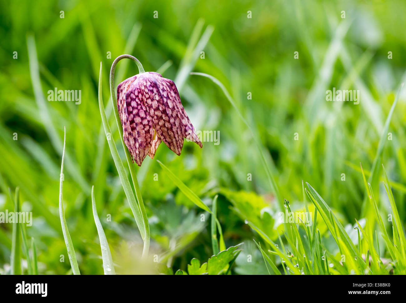 Fritillaria meleagris is a species of flowering plant in the family Liliaceae. Flower on a background of grass after rain Stock Photo