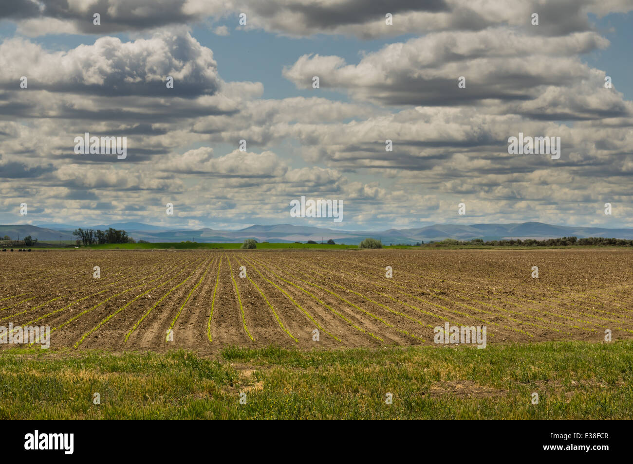 Planted corn hires stock photography and images Alamy