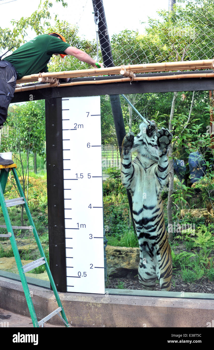 ZSL London Zoo annual weighin Featuring Sumatran Tiger Where London