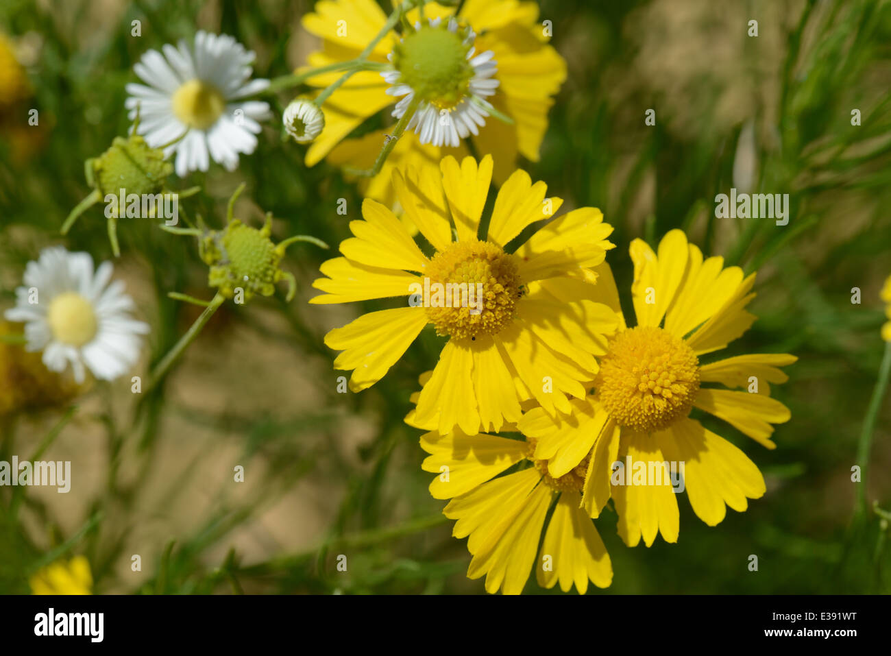 Bitter weed (Helenium amarum Stock Photo Alamy