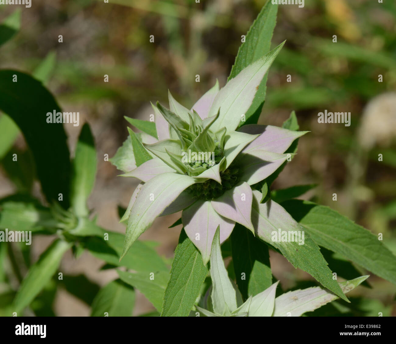 Spotted beebalm Stock Photo