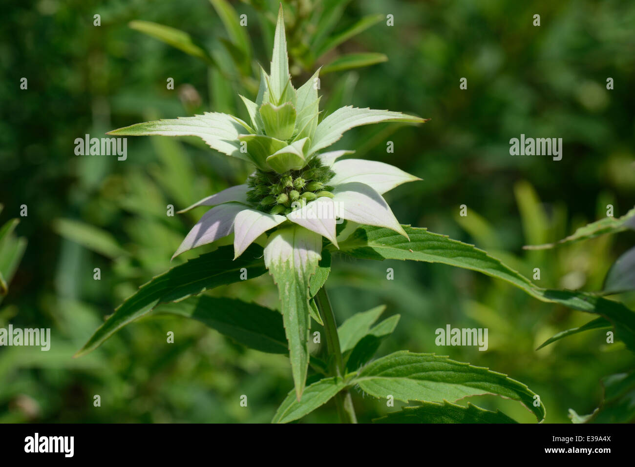 Spotted beebalm Stock Photo