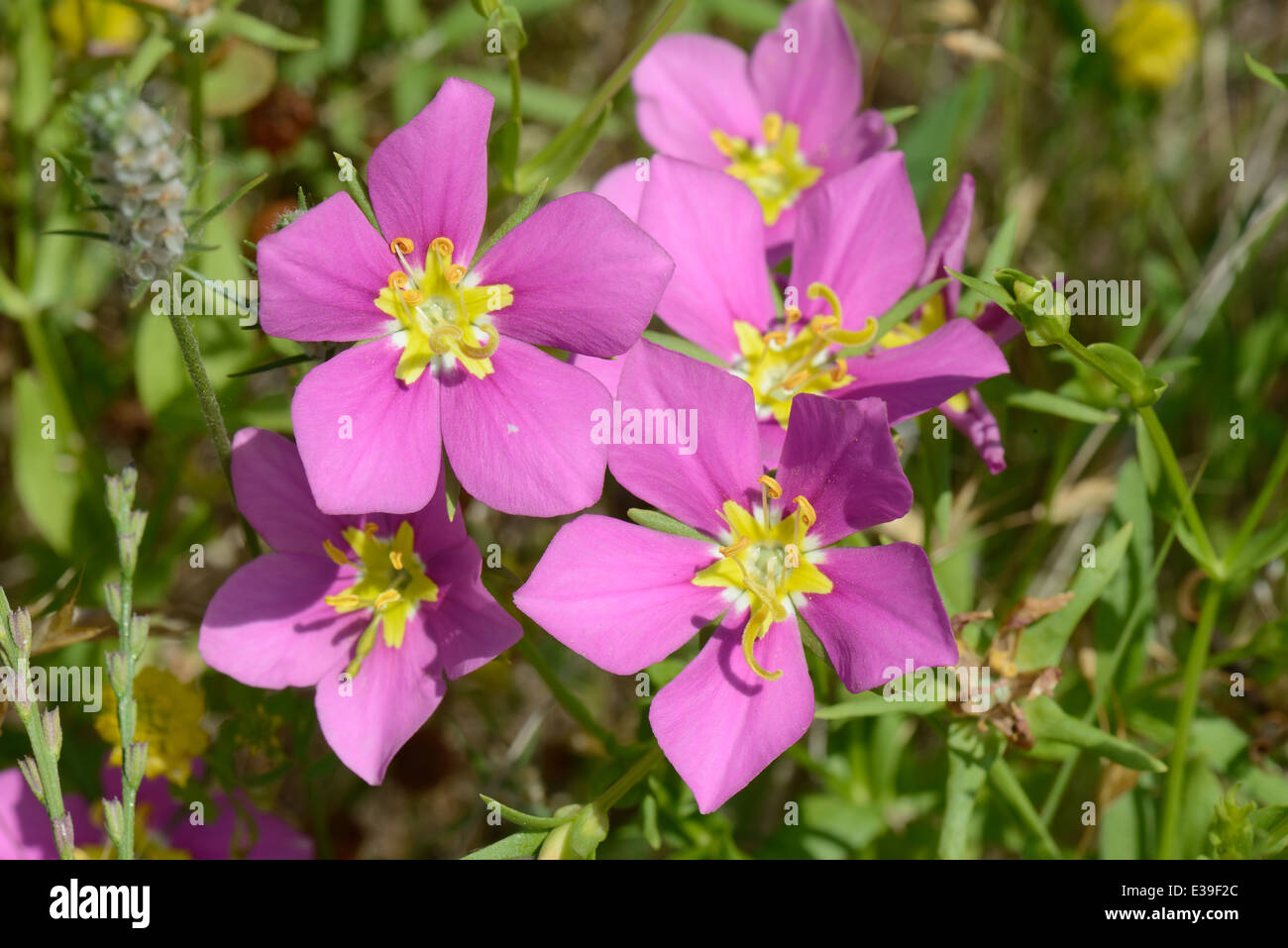 Prairie rosegentian Stock Photo Alamy