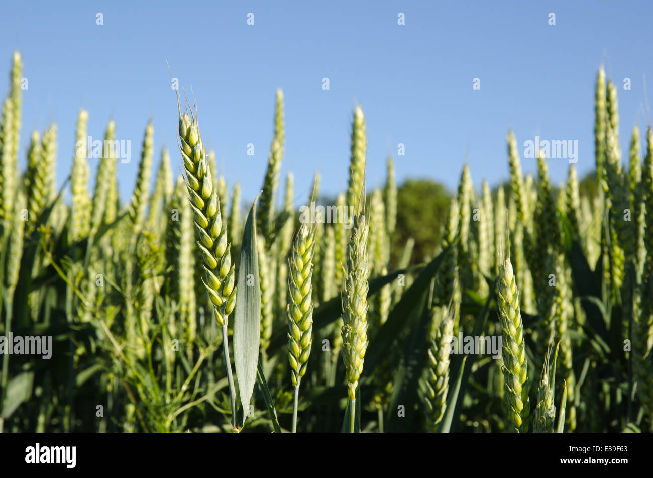 Green wheatfield closeup at blue sky Stock Photo