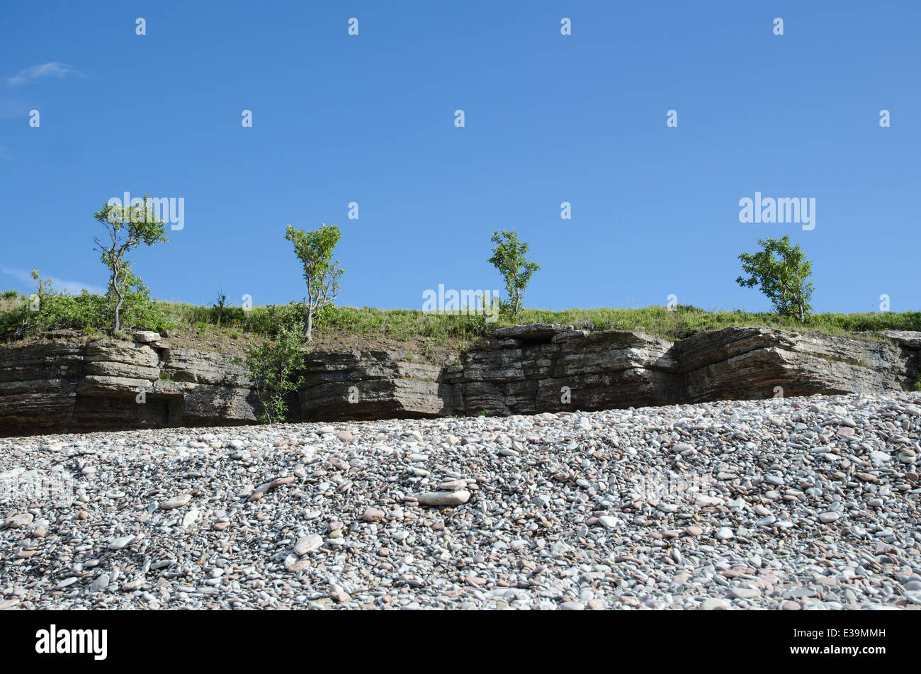 Trees at the frontline of cliffs by a coast with pebbles at the swedish island Oland Stock Photo