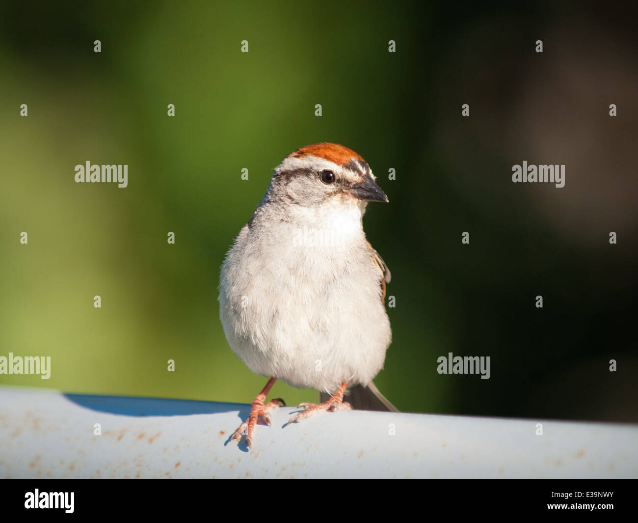 An adult Chipping Sparrow (Spizella passerina) in summer breeding plumage. Stock Photo