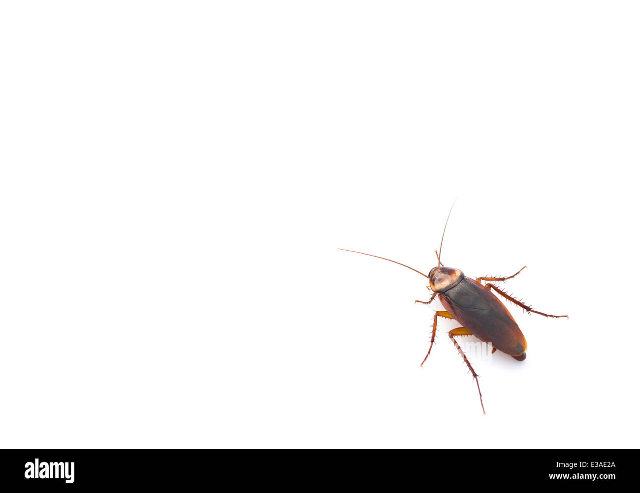 Cockroach and close up hi-res stock photography and images - Page 3 - Alamy