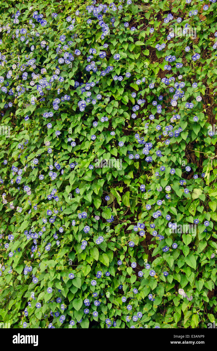 Lush green flowers hi-res stock photography and images - Alamy