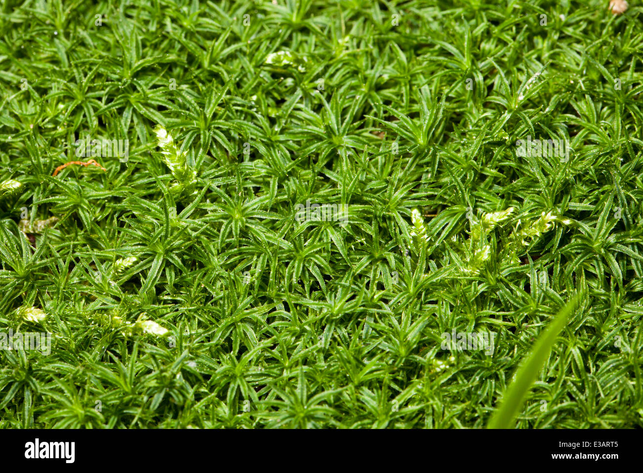 Common moss top view (Polytrichastrum formosum) - USA Stock Photo