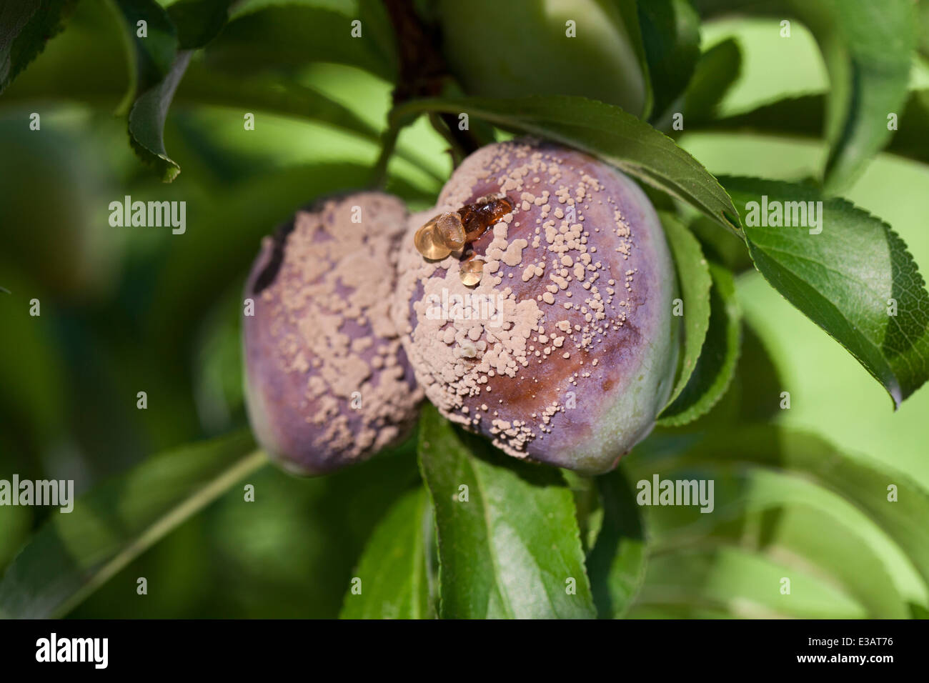 Brown rot fungal disease (Monilinia fructicola) on plums - USA Stock Photo