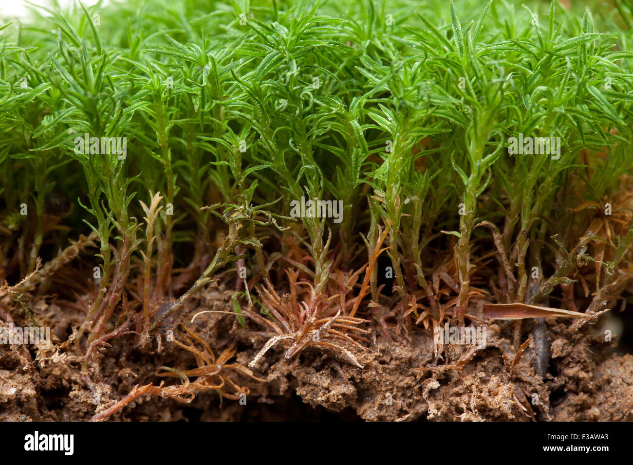 Cross-sectional view of moss cluster (Polytrichastrum formosum) - USA Stock Photo