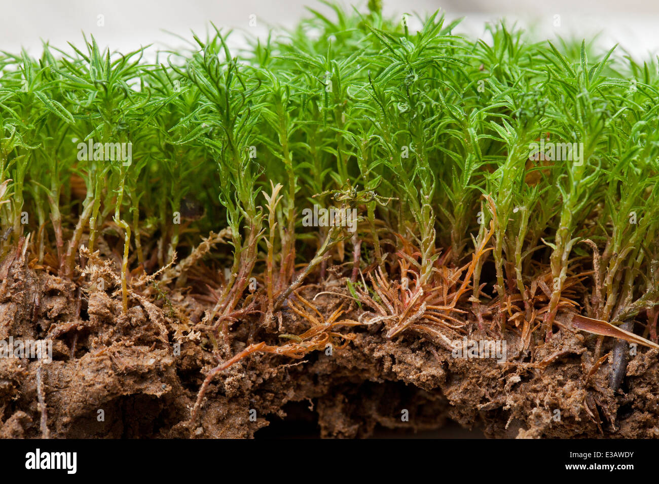 Cross-sectional view of moss cluster (Polytrichastrum formosum) - USA Stock Photo